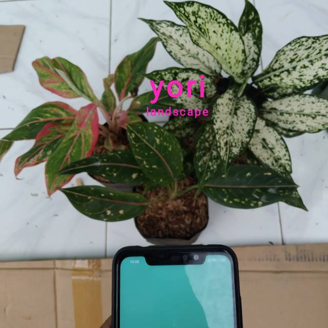 Paket 3 tanaman hias anglonema