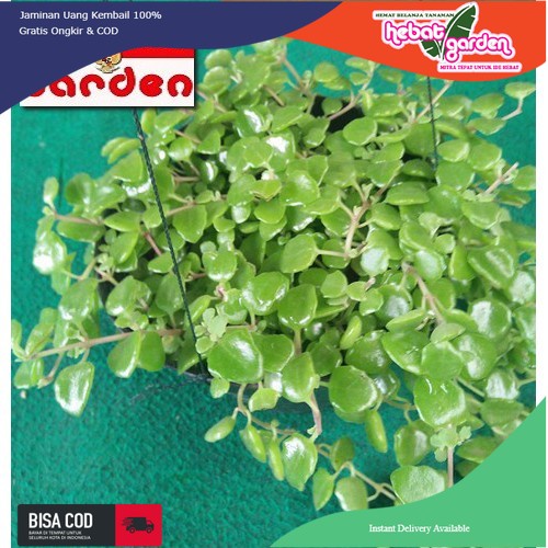 SODUM - Pilea Depressa -tanaman hias gantung