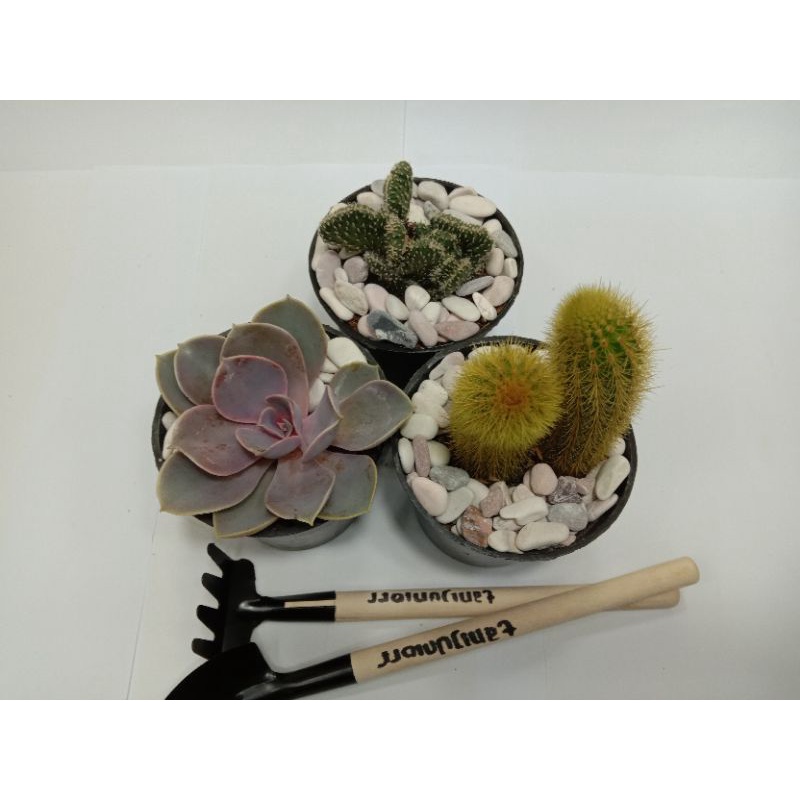 Paket 3 Kaktus/Sukulen {Tanaman Hias Hidup Bukan Plastik}