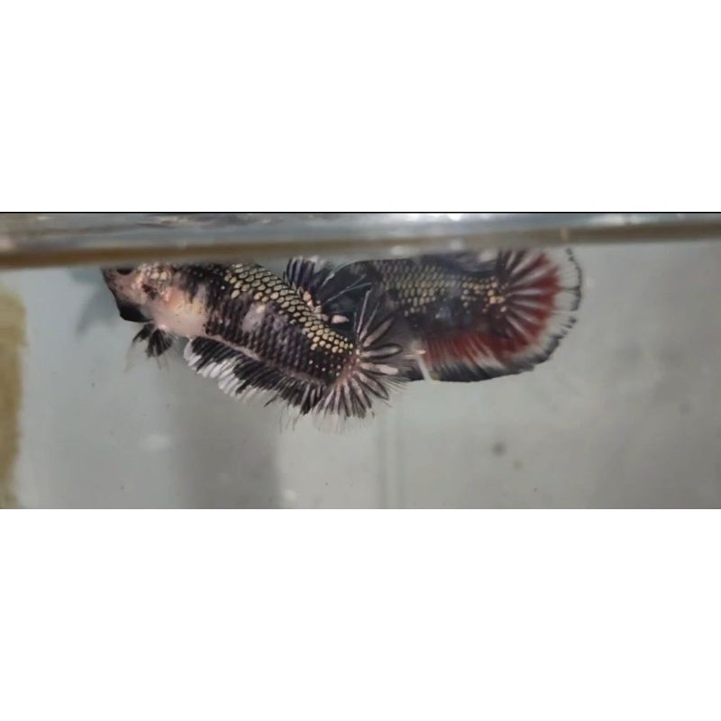 Cupang Avatar Cooper Gold