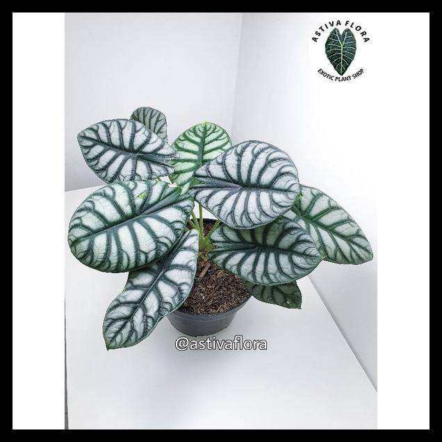 PROMO ALOCASIA SILVER DRAGON ALOCASIA DRAGON SILVER ALOKASIA TENGKORAK SILVER TERBARU