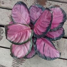 tanaman hias calathea crimson import