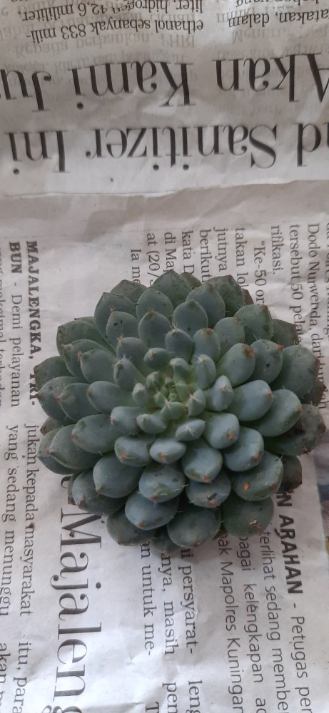 Sukulen Dan Kaktus Mini (echeveria Setosa deminuta)