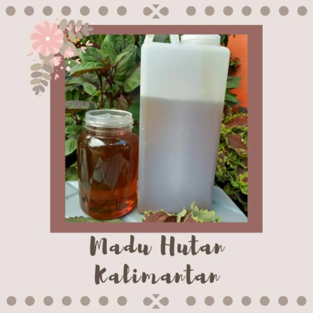 

Madu hutan kalimantan