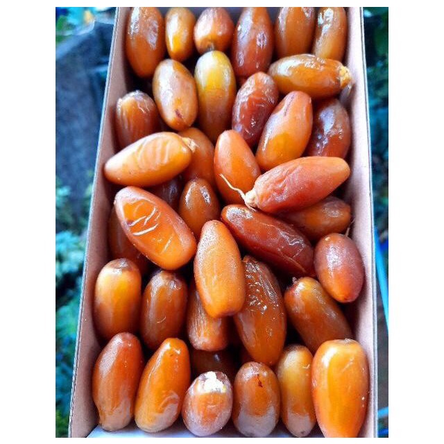

kurma muda ruthob promil/kurma muda libya/kurma ruthob muda libya/kurm
