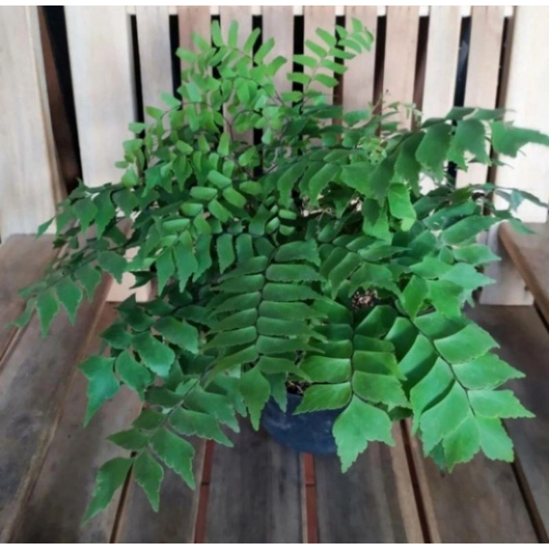 Pohon Pakis Suplir Gajah Tanaman Gantung Pohon Suplir Gajah