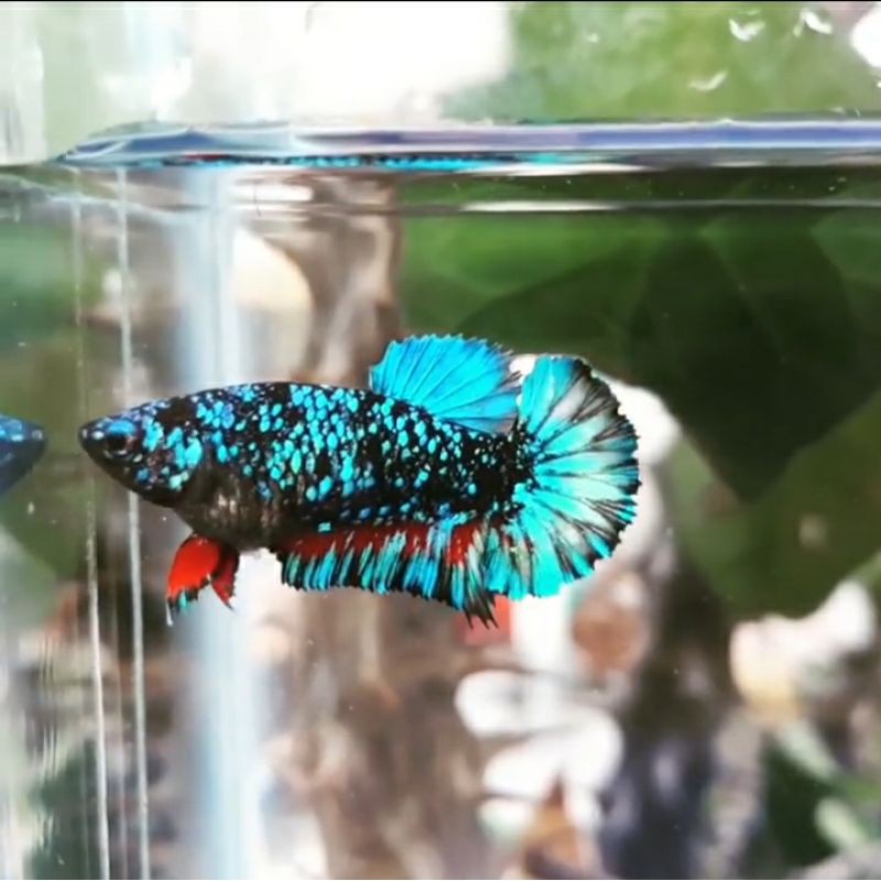 Avatar Gordon Bahan bukan Nemo/koi/galaxy/multi/black samurai/black mamba/bluerim/fccp