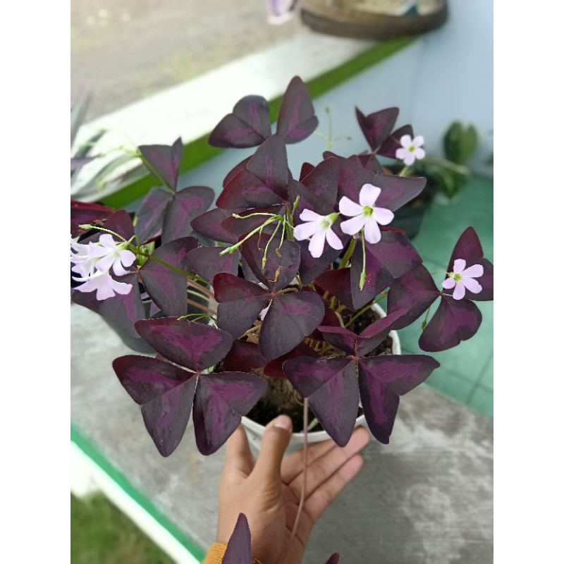 Paling Murah Kupu Kupu Malam NR9LOObI7xeL9ew