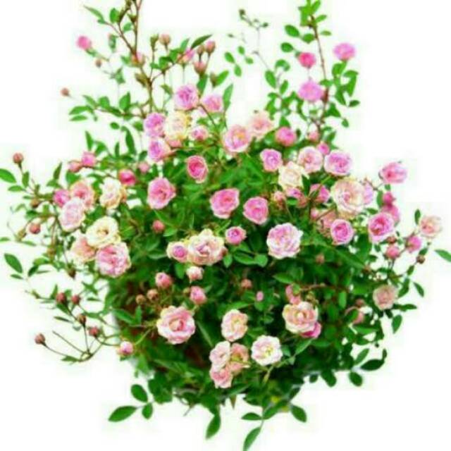Tanaman Baby Rose Flower Atau Mawar Mini Shopee Indonesia