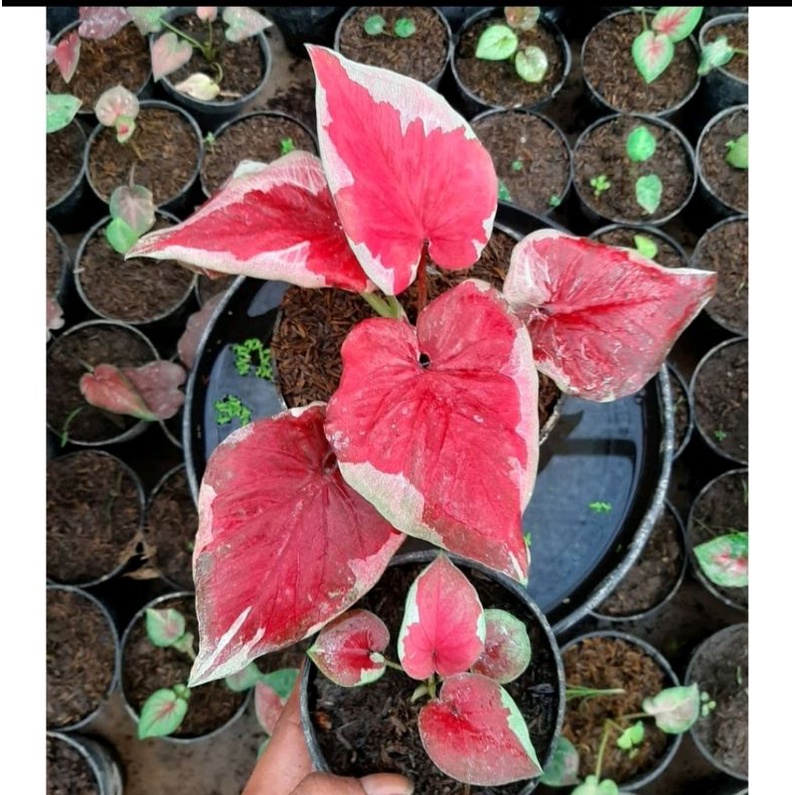 Umbi Caladium Dwi warna -