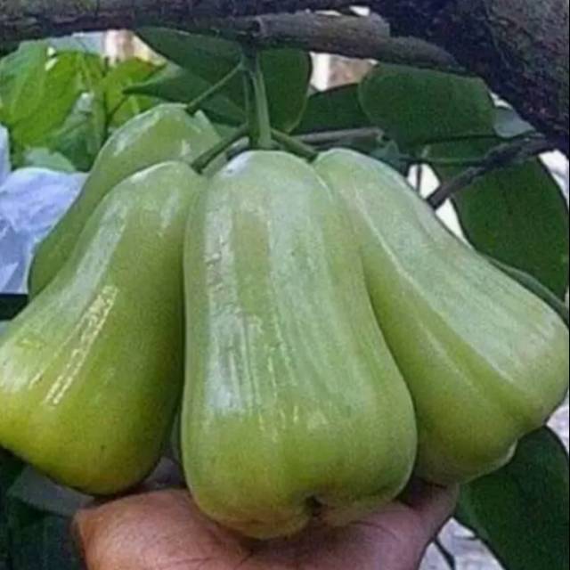 Bibit jambu air super green