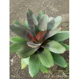 Bromelia giant