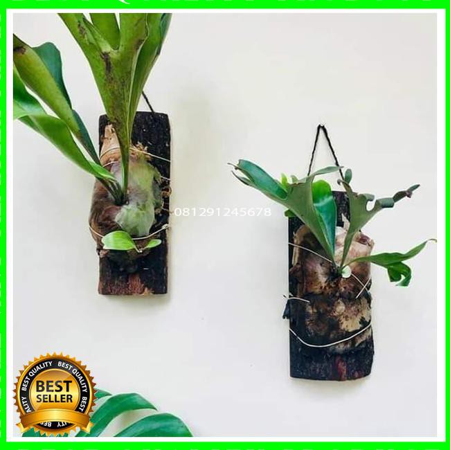 ⭐ BEST TANAMAN ARTIFICIAL⭐ MEDIA KAYU PINUS VERTIKAL MEDIA GRAMMA ANGGREK BUNGA AT ,TANAMAN MEJA