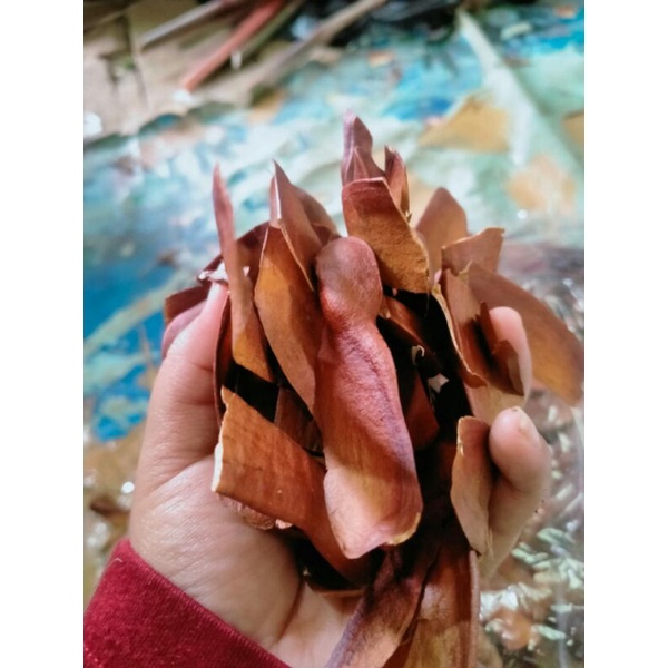 

biji mahoni kering