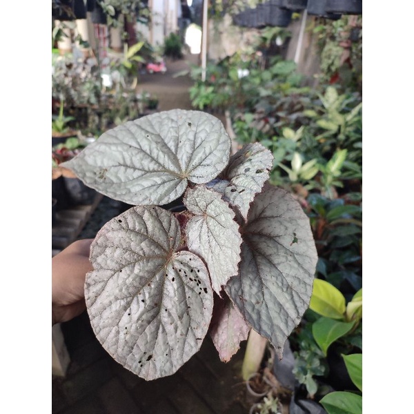 Tanaman Hias Bunga Begonia Silver Tanaman Begonia Bunga Murah