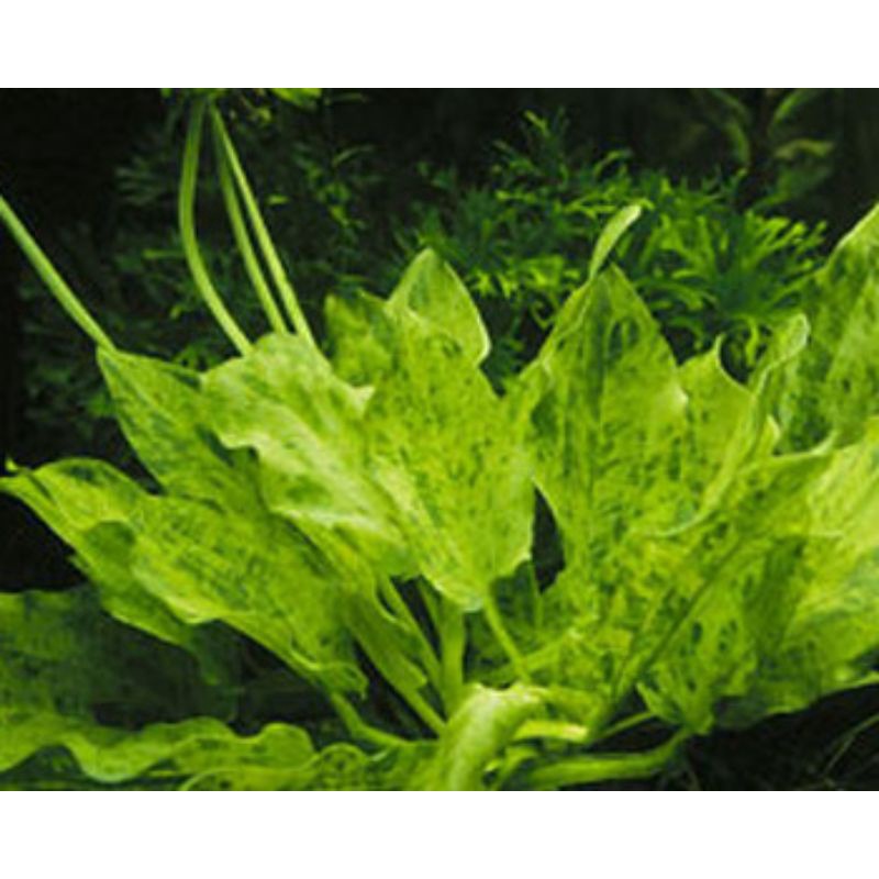 Echinodorus Marble Queen Tanaman Aquascape melati air variegata