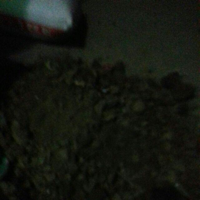 Grosir Bibit Bidara Harga Murah Minimal 50 Pcs