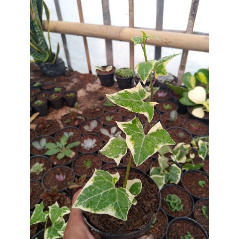 Tanaman hias english ivy