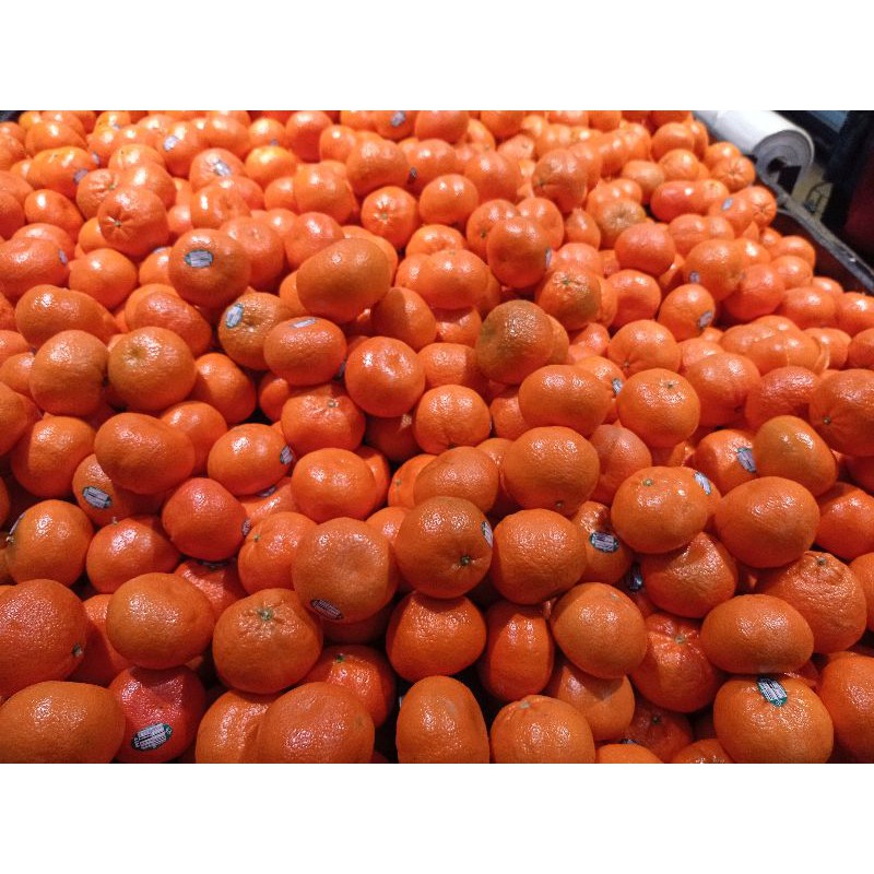 

Jeruk Murcot Mandarin USA 1 kg