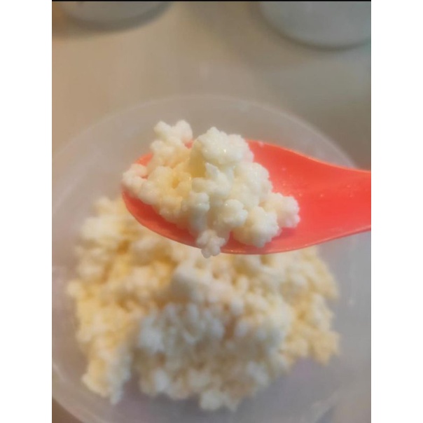 

Bibit Kefir Grain asli untuk seumur hidup