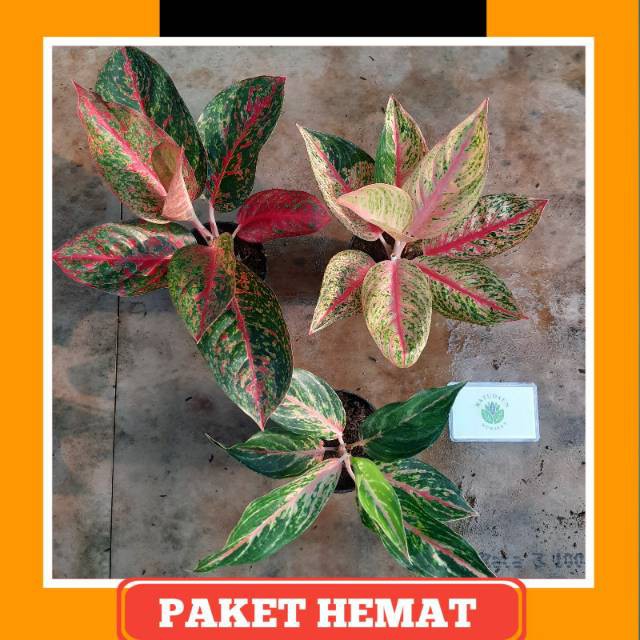 Paket Hemat Aglonema / Aglaonema Murah ( Stardust, Legacy, Butterfly )