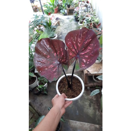 CALADIUM BLACK MAMBA
