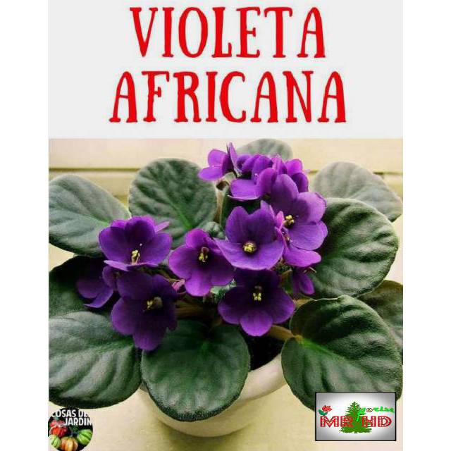 Tanaman hias african violet