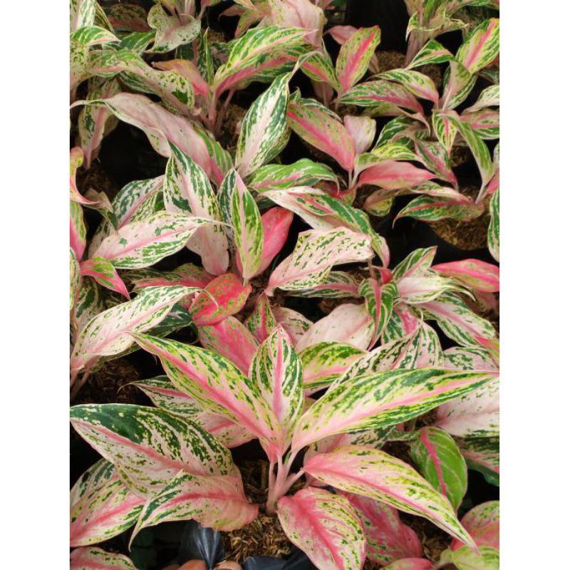 Tanaman hias hidup aglonema exotic butterfly pink - tanaman bunga - tanaman hidup - bunga hidup aglo