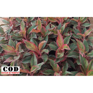 Aglaonema aglonema  red anjamani Shopee Indonesia