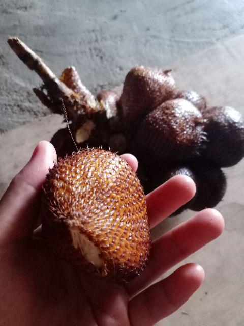 Poc  Vitamin Dan Nutrisi Tanaman Dan Hewan