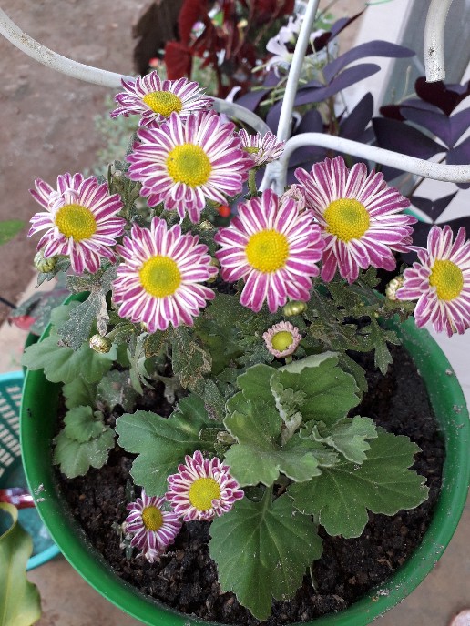 Sarimbit Couple Muslim Terbaru Model Pesta Nude Tule Dotty Dan Toyobo High Quality Bs Beli Terpisah