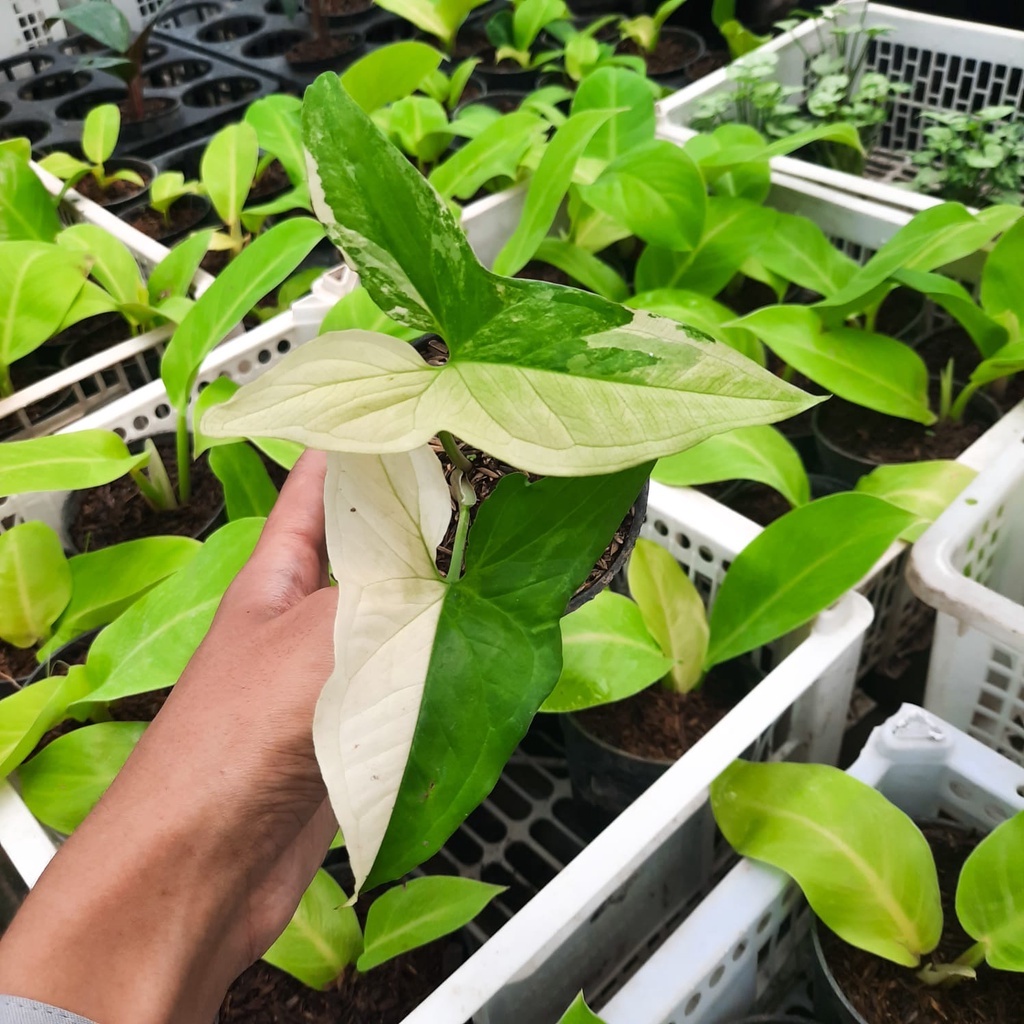 Syngonium varigata putih /syngonium putih murah