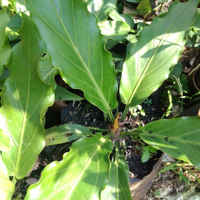 Pohon antarium gelombang cinta /tanaman hias antarium gelombang cinta