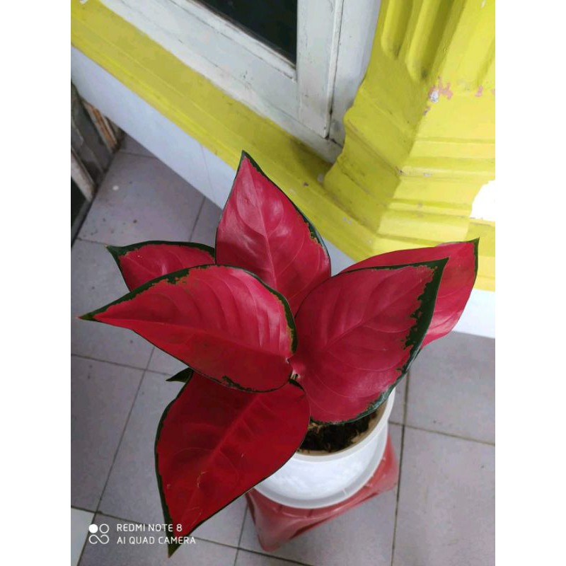 Aglonema Suksom Jaipong / Tanaman Hias Suksom Jaipong