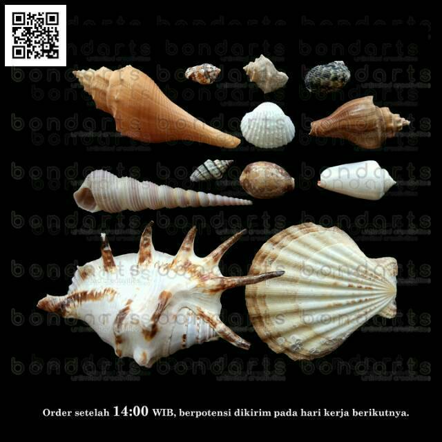 bondarts KERANG 12 JENIS CANGKANG KERANG PRAKARYA DEKORASI bondarts KERANG 12 JENIS CANGKANG KERANG PRAKARYA DEKORASI