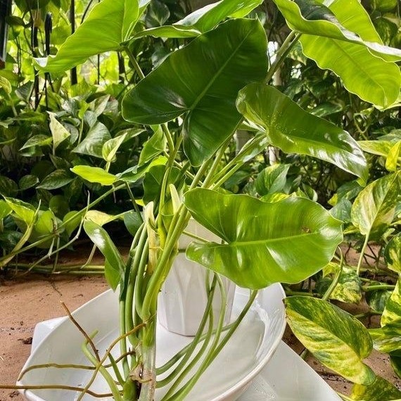 Tanaman Hias Philodendron Burlemarx - Brekele Ijo - Philo Brekele