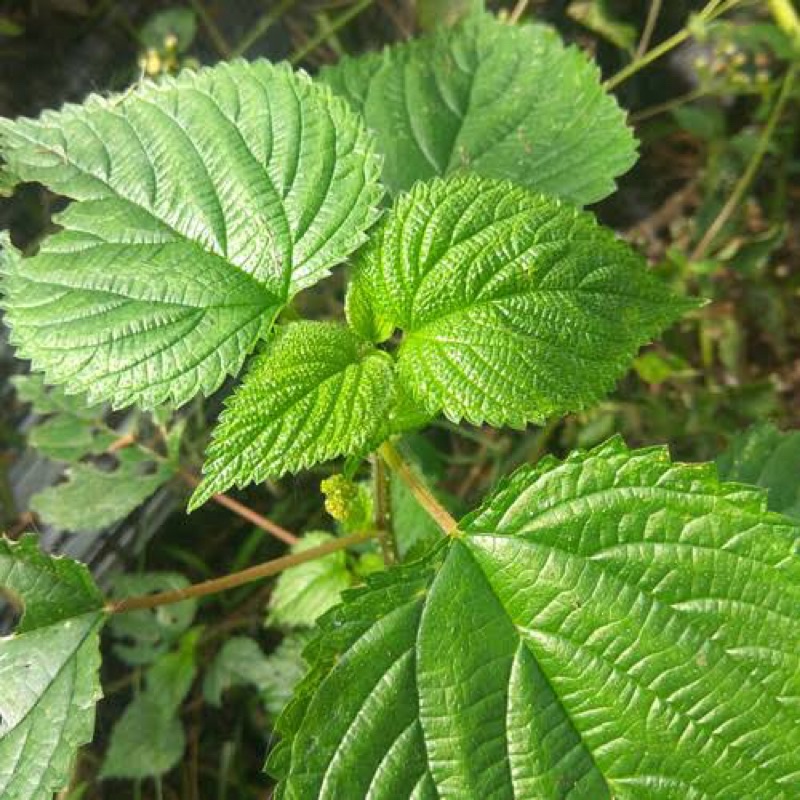

daun jelatang fresh cabut dari akar