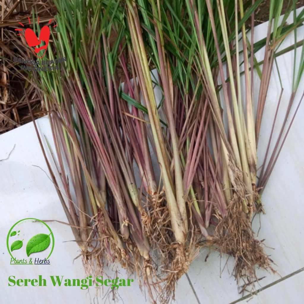 

500 Gram Herbal Sereh Wangi Segar - Sereh Merah Organik