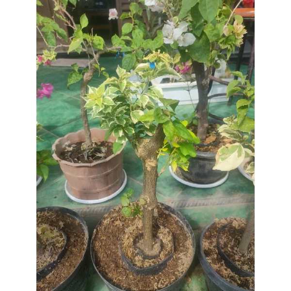 Bibit bunga Bougenville satu pohon stek 3-6warna batang besar | Bougenville import.