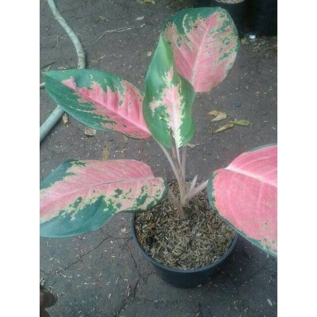 Aglonema kocin Aglaonema Chocin Aglonema kocin