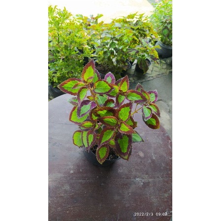 MIANA ID BOLU PANDAN