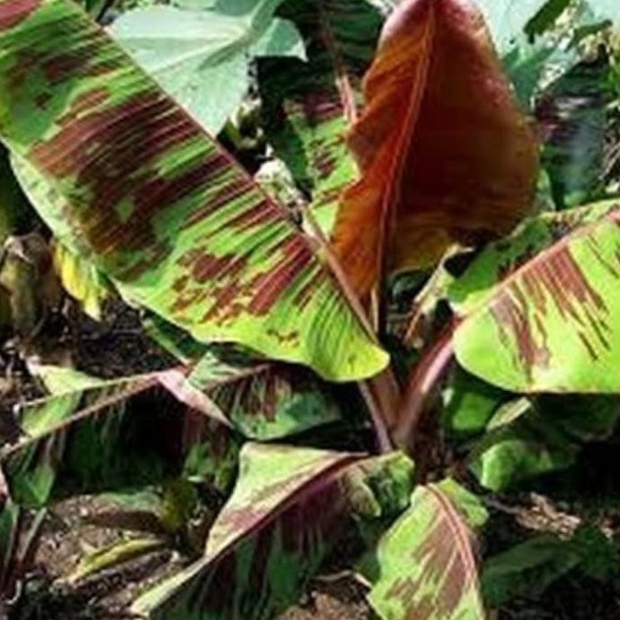 BIBIT TANAMAN PISANG MERAH SUMATRA PREMIUM