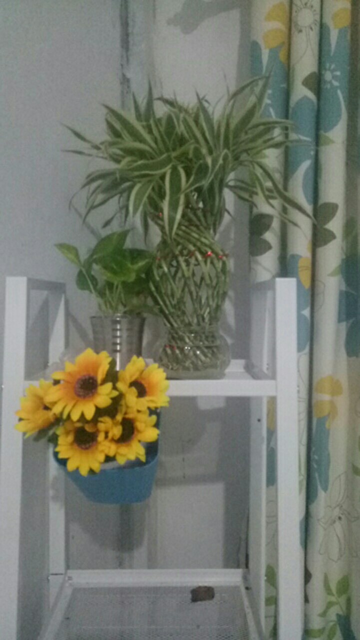 Snnrsta, Wadah Warna-warni