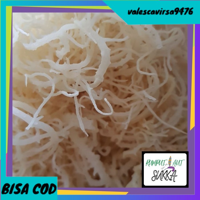 

⭐BISA COD⭐ Rumput laut / Rumput laut putih / Grosir rumput laut / 1kg