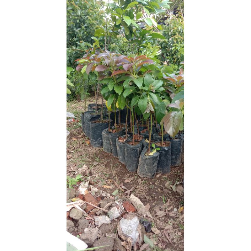 bibit alpukat red Vietnam super