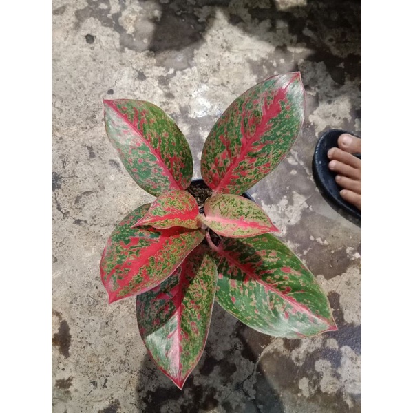 Aglaonema Red Stardust