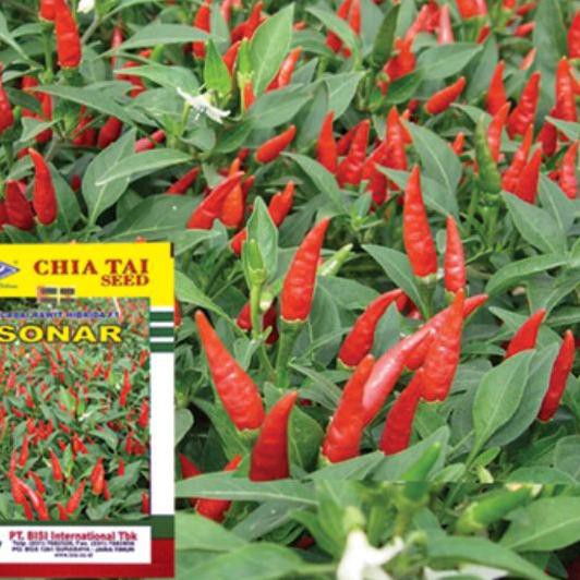 BEST SELLER Benih-Bibit Cabe Rawit Sonar F1 (BISI) Diskon,.,..