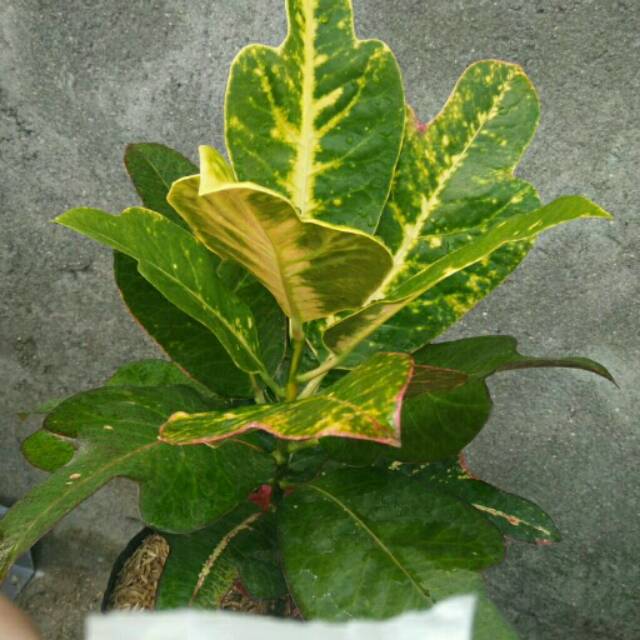 Tanaman Hias Puring Koleksi Mona