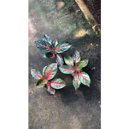 

Aglonema Red borju best seller ⭐️⭐️