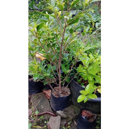 bonsai KIMENG bahan bonsai akar full